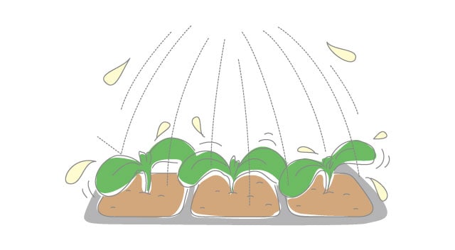 リーフレタスの発芽