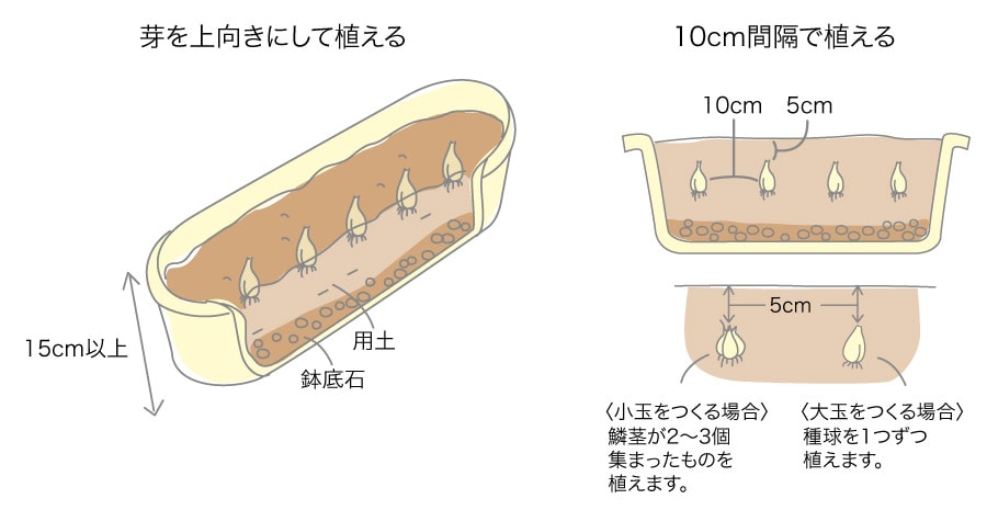 エシャレット ベランダ で野菜栽培 ごちそう 家庭菜園 わたしのアグリライフ 農業 ヤンマー