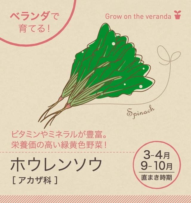 ホウレンソウ ベランダ で野菜栽培 ごちそう 家庭菜園 わたしのアグリライフ 農業 ヤンマー