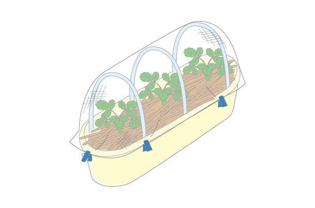 イチゴの保温