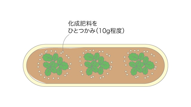 イチゴの追肥1回目