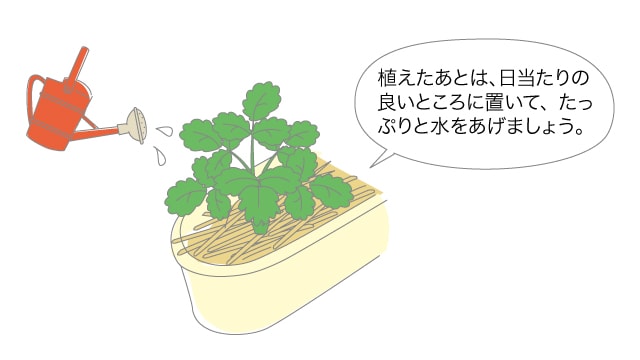 イチゴの定植