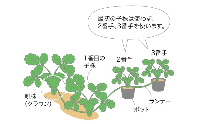 イチゴ ベランダ で野菜栽培 ごちそう 家庭菜園 わたしのアグリライフ 農業 ヤンマー