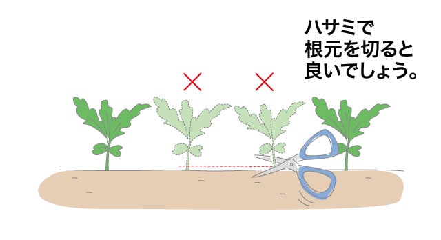 カブの間引き（1回目）