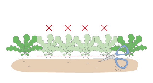 カブの間引き（2回目）