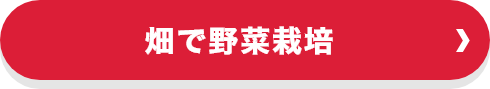 畑で野菜栽培