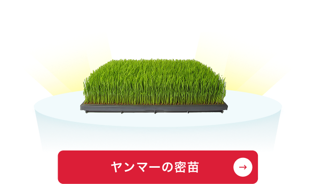 ヤンマーの密苗