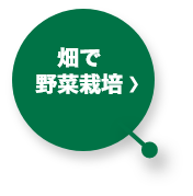 畑で野菜栽培