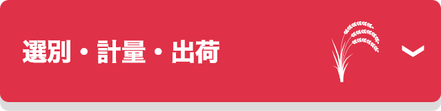 選別・計量・出荷