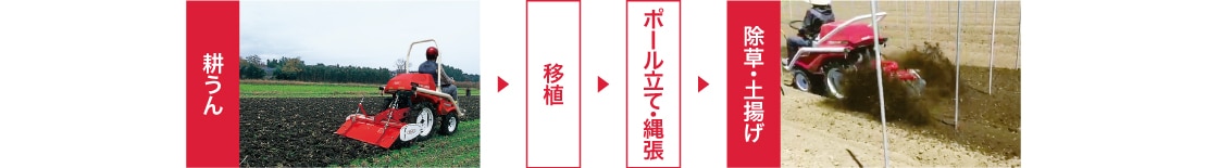 耕うん→移植→ボール立て・縄張→除草・土揚げ
