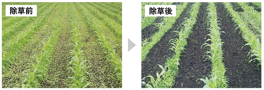 MD20除草前と除草後