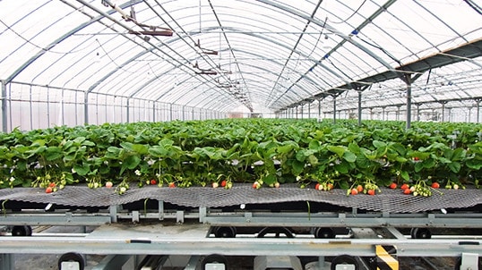 ハウス内部の写真。イチゴが栽培されている。