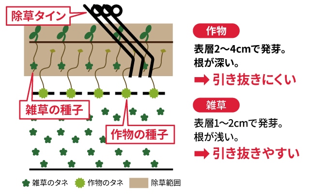 作物：表層2～4cmで発芽。根が深い。→引き抜きにくい 雑草：表層1～2cmで発芽。根が浅い。→引き抜きやすい