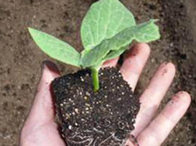 ヤンマー　野菜苗植え チェッキ＆マグリ （汎用野菜移植機）｜トラクター作業機｜製品