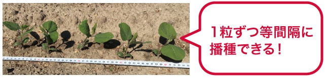 1粒ずつ等間隔に播種できる！