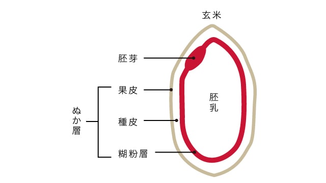 玄米説明イラスト
