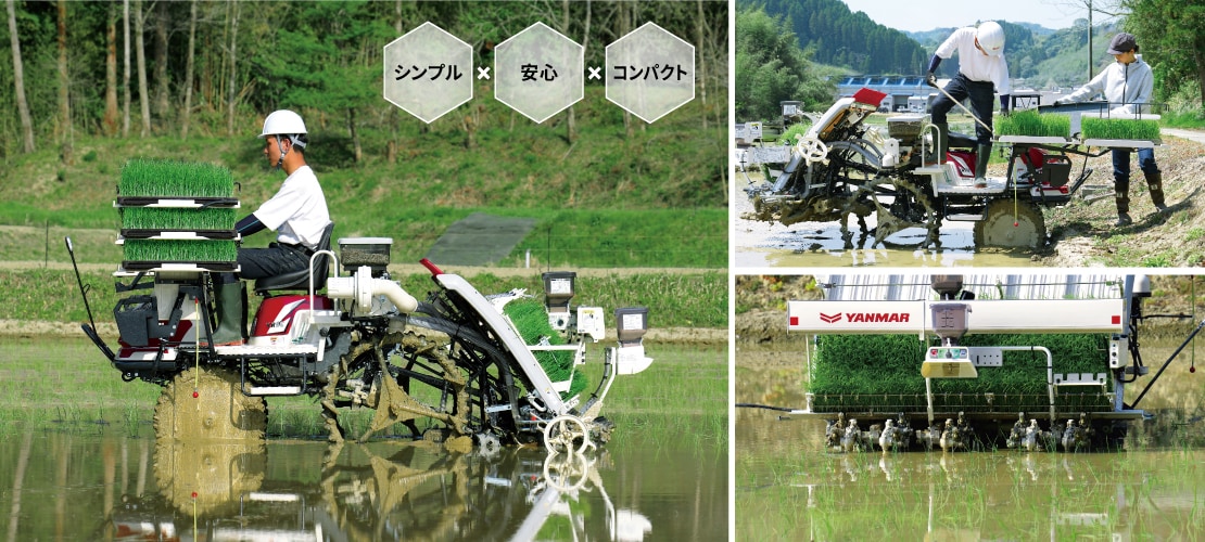 山採り　ヤマモミジ　リョウブ　混合株 20250619-img-01-03.jpg?