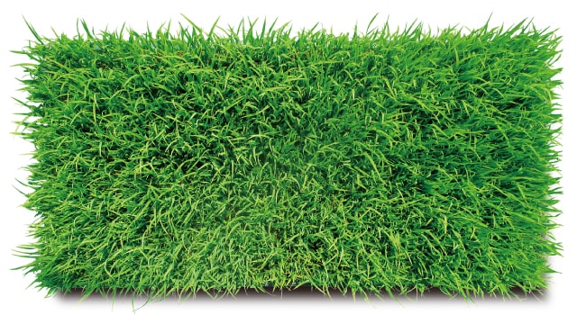 山採り　ヤマモミジ　リョウブ　混合株 momisuri-akikaze_by-50r-ls