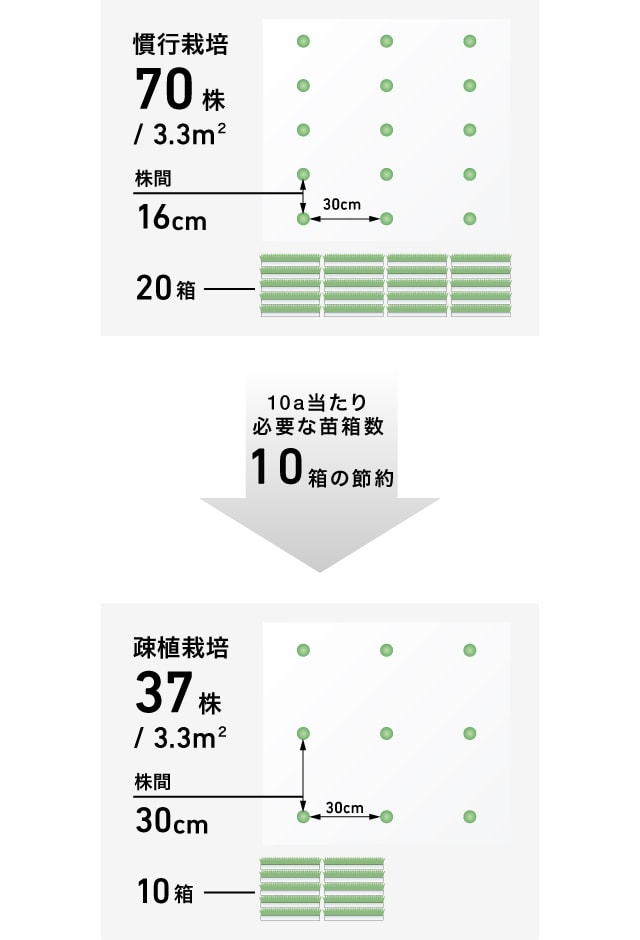 山採り　ヤマモミジ　リョウブ　混合株 20250619-img-01-03.jpg?
