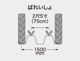 ばれいしょ 2尺5寸(75cm) 1500mm