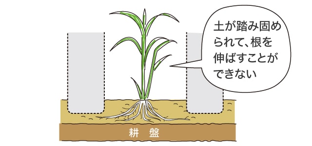土が踏み固められて、根を伸ばすことができない
