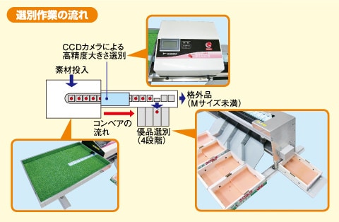 選別技術｜さくらんぼ選果機SY1,TN｜野菜機器 - 野菜調製機｜製品