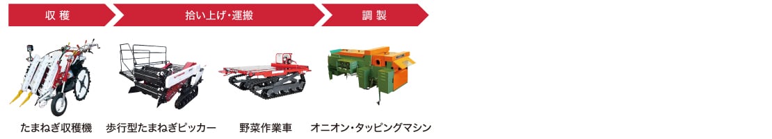 たまねぎ収穫期で収穫、歩行型たまねぎピッカーと野菜作業機で拾い上げ・運搬、オニオン・タッピングマシンで調製。