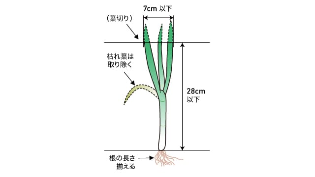 PH20A,NHD適応苗条件