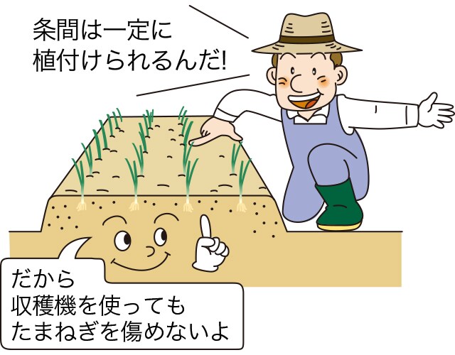 条間は一定に植付けられるんだ!だから収穫機を使ってもたまねぎを傷めないよ