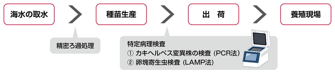 海水の取水 種苗生産 出荷 養殖現場