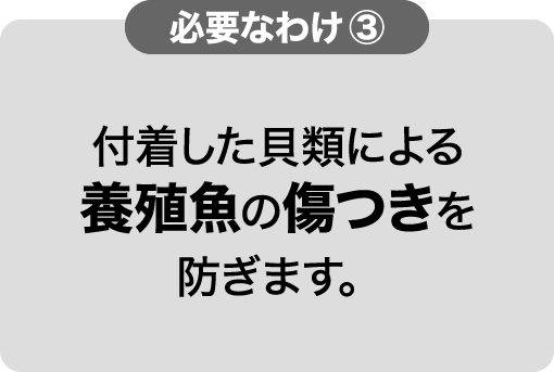 必要なわけ③ 付着した貝類による養殖魚の傷つきを防ぎます。