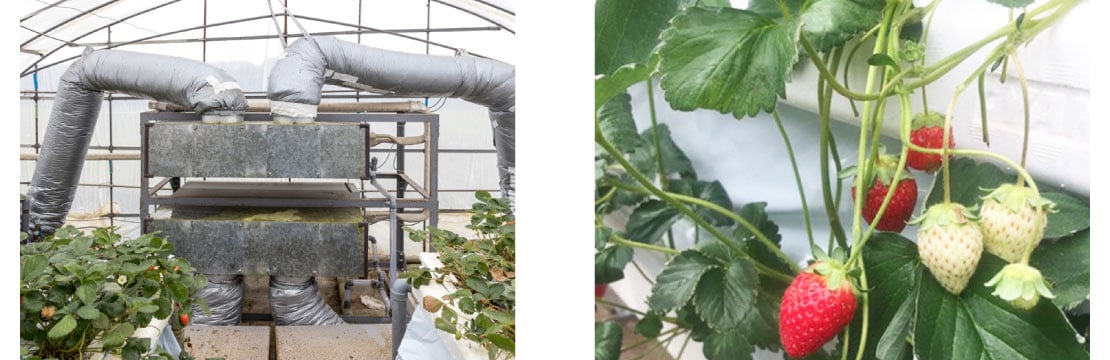 『断熱送風栽培槽DN-1』を導入した酷暑期のイチゴの様子(2020年8月・野口いちご園)