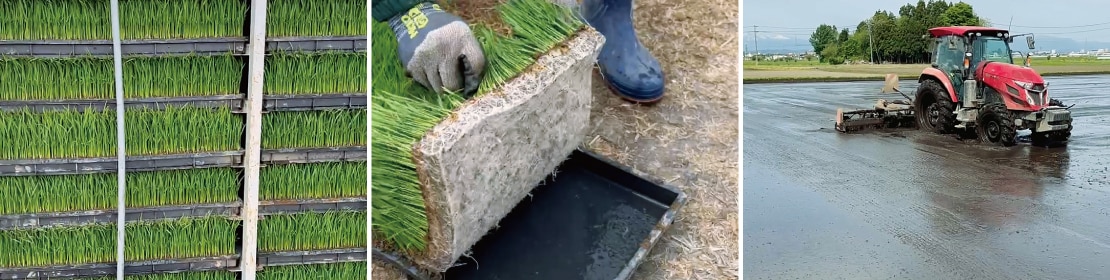 水と温度の管理をしっかりと行うことで、葉先の揃った見事な健苗を育成されている。密苗の成功ポイントをうかがうと「どの場所に行っても、同じような水位で生育を進められるような状況をつくるために代かきがとても重要だと思います」と竹ケ原さん。