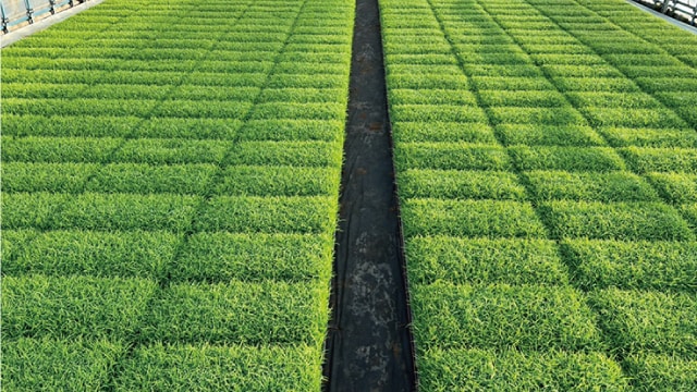 苗箱数が減ったことで、栽培面積が2倍に拡大した今も拡大前と同じ9棟のハウスで管理できている。