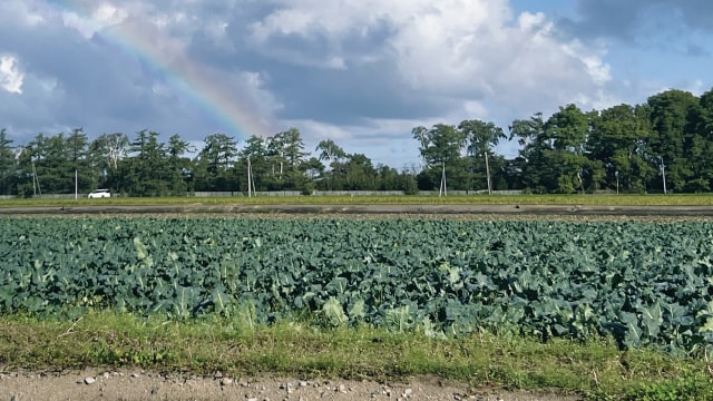 上村さんのブロッコリー畑。雨上がり、きれいな虹が。